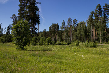 photo of the Russian field
