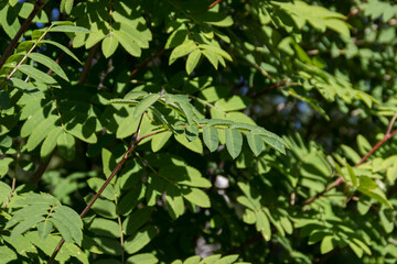 photos of leaves and branches of a tree