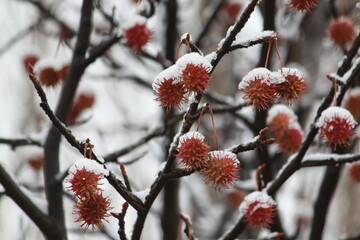 nieve en el sur 
