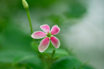 Beautiful pink blooming bud 