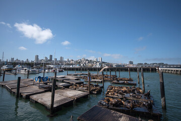 Fototapeta premium Pier 39 Sea Lion Center San Francisco 