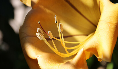 Solandra longiflora