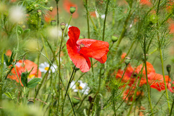 Klatschmohn (Papaver rhoeas) auf einer Wiese in Hessen. Sommer 2020.
