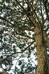 tree in the forest