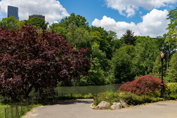 The Shore of The Pond at Central Park in New York City during Spring with Beautiful Green Plants and Trees