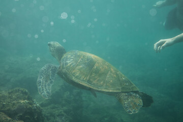 Obraz na płótnie Canvas Turtle Diving in Ocean in Hawaii