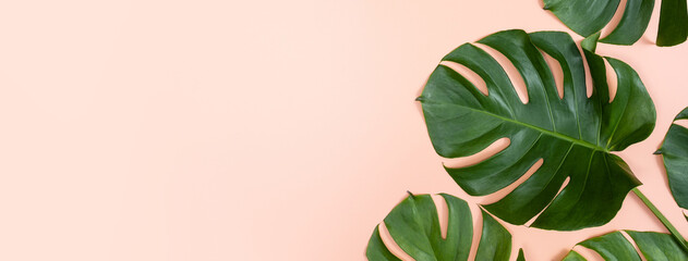 Fototapeta na wymiar Beautiful tropical palm monstera leaves branch isolated on bright pink background, top view, flat lay, overhead above summer beauty blank design concept.