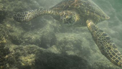 Turtle Diving in Ocean in Hawaii
