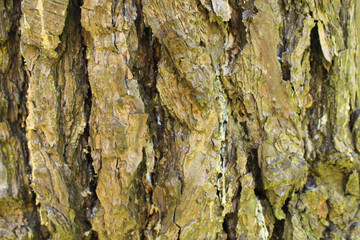 bark of a tree