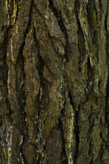 tree bark texture