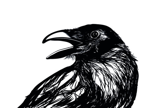 raven crow black feathers bird big zoom view