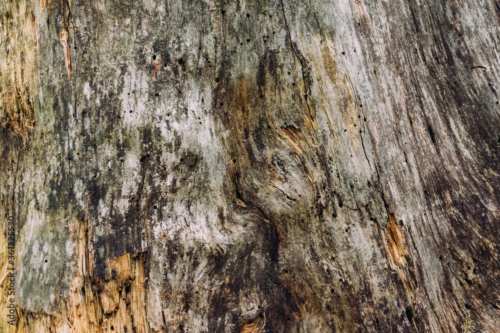 Poster Closeup shot of wooden texture of a tree