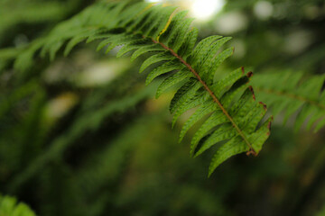 close up of green fern