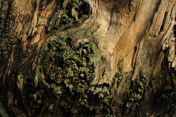 bark of a tree