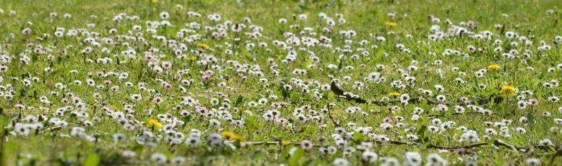 Obraz premium le champs de pâquerettes à Briec en Finistère Bretagne