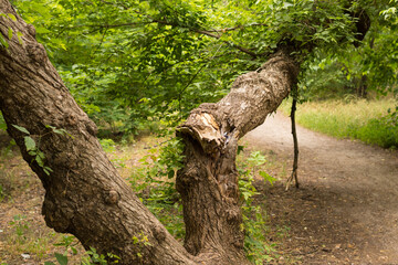 Fallen tree blocked the forest trail, cleaning and felled fallen trees