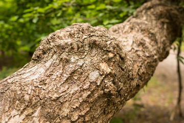 Fototapeta premium A close-up tree bark, a fallen old tree in the forest