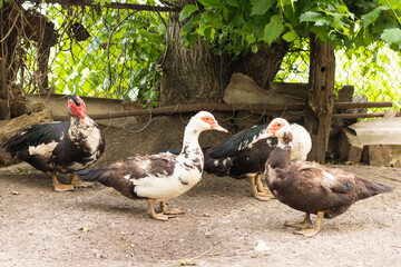 Ducks in the farmyard, breeding ducks in the village