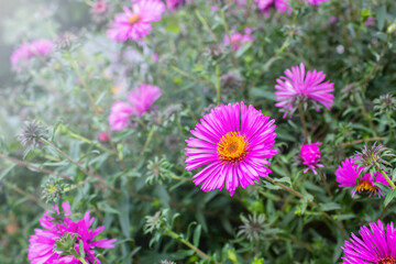 Pink asters blooming in the garden. Decorative garden plant with pink flowers. Beautiful perennial plant for rock garden. Copy space for your text