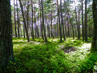 Pine forest in Stilo Poland. Coastal area.