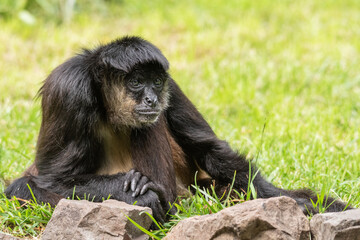 A black monkey is sitting in the grass