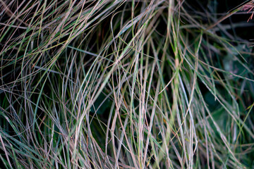 Abstract of nature dry grass on above view.