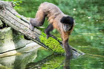 A monkey in nature. A monkey by the water. Robust capuchin monkeys are capuchin monkeys in the genus Sapajus.