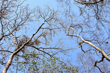 tree branches against blue sky