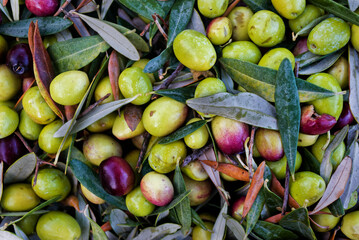 A pile of green olives  freshly collected during the harvesting. Harvested fresh olives. Lesbos. Greece.