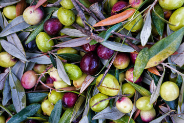 A pile of green olives  freshly collected during the harvesting. Harvested fresh olives. Lesbos. Greece.