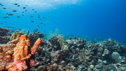 Seascape in turquoise water of coral reef in Caribbean Sea / Curacao with fish, coral and sponge