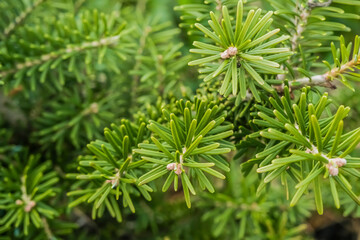 Korean fir , Abies koreana, branch close-up. Evergreen tree with soft needles