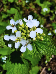 Garlic Mustard Bloom