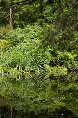 Obraz premium Amazing bushes, trees, plants in botanic garden reflexing in peaceful lake