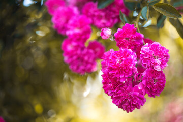 beautiful blooming living roses in a summer garden