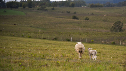 Corriedale sheep feeding in a green field on a cold morning in southern Brazil