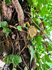  Ivy and reptile in a park