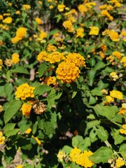 Yellow flowers in a park in summer