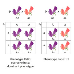 Diagram of dominance of peas flowers. Phenotype ratio - obrazy, fototapety, plakaty