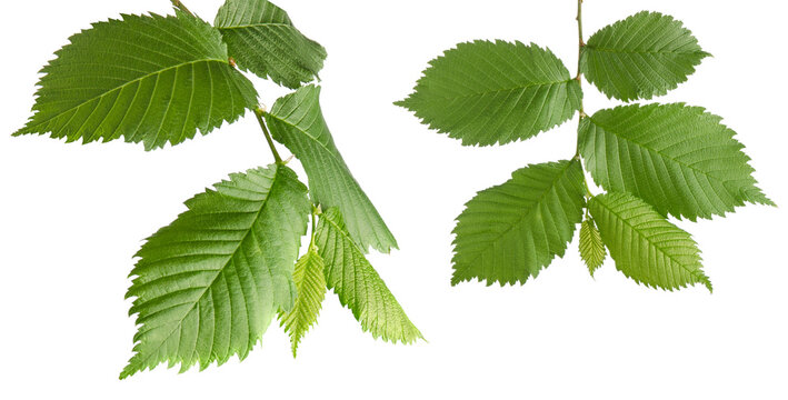 Nut leaf. Hazelnut green fresh branch with foliage isolated on white background
