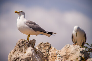 two yellow-footed gulls