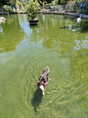 duck on the lake in Valencia 