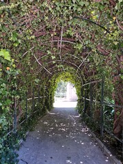 Ivy tunnel in a park