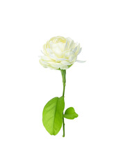 Jasmine Flower isolated on white background