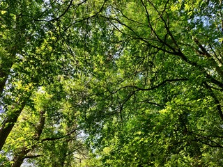 a canopy of trees