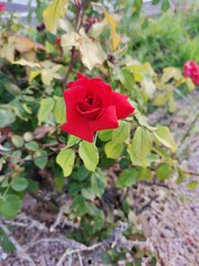  Perfect rose in the city