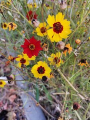  Nice red and yellow flowers