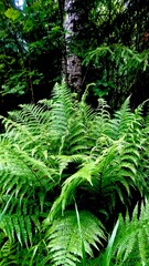 green fern leaves in the forest