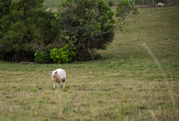 Corriedale sheep feeding in a green field on a cold morning in southern Brazil