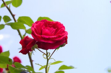 Fototapeta premium Beautiful rose against the blue sky on a summer day